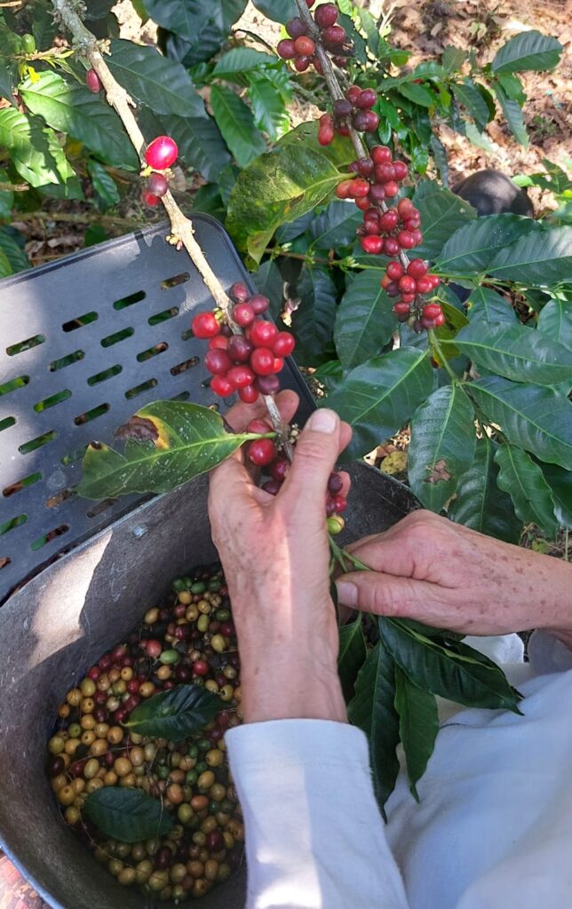 Recolección de cerezas de café